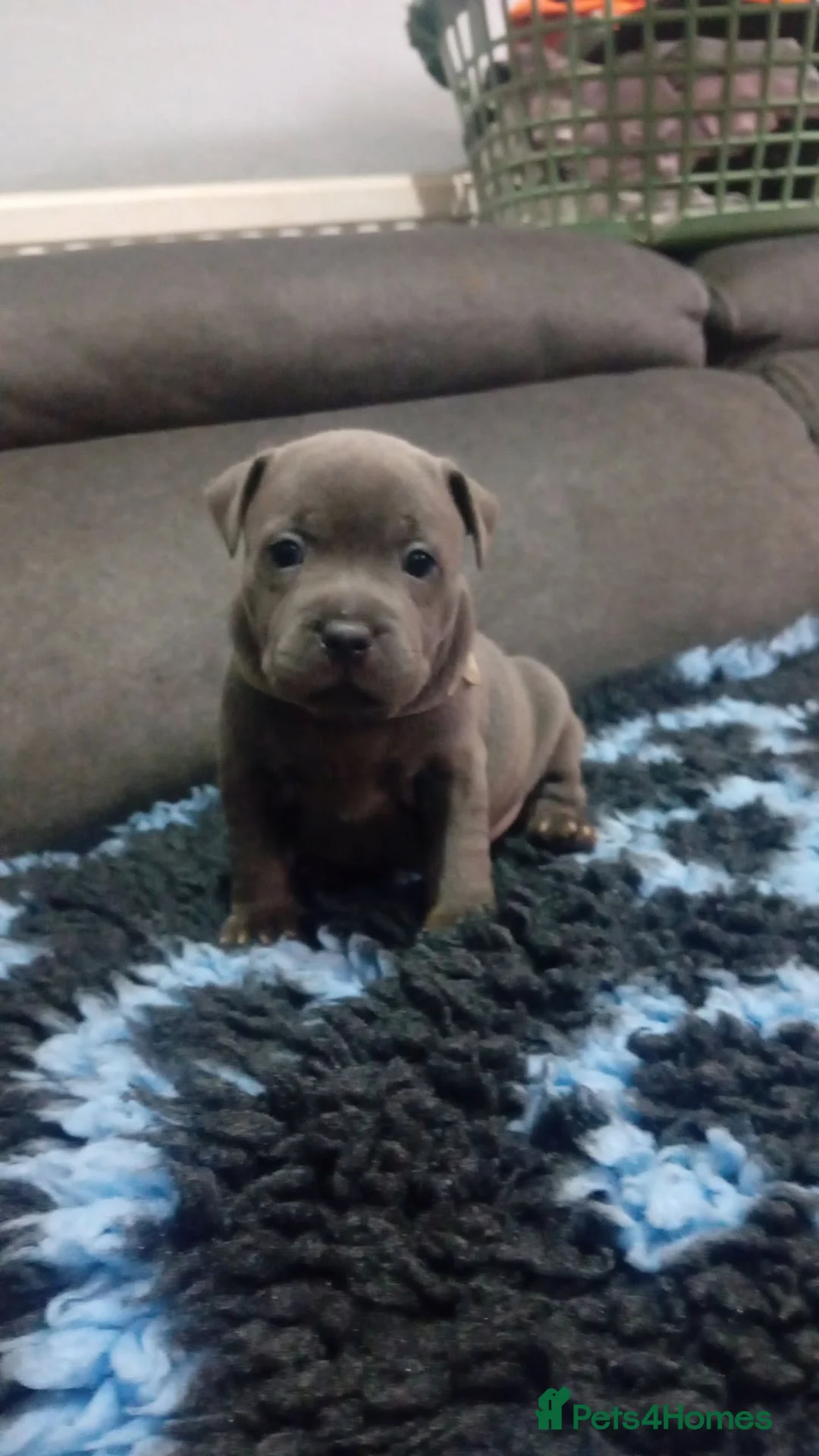 Staffordshire Bull Terrier dogs for sale: **Gorgeous BLUE STAFFY pups!!** - Advert 1
