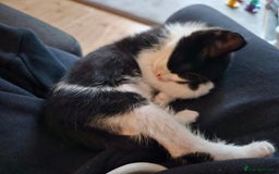 Mixed Breed cats for sale: 12 week old kittens for sale - Advert 3
