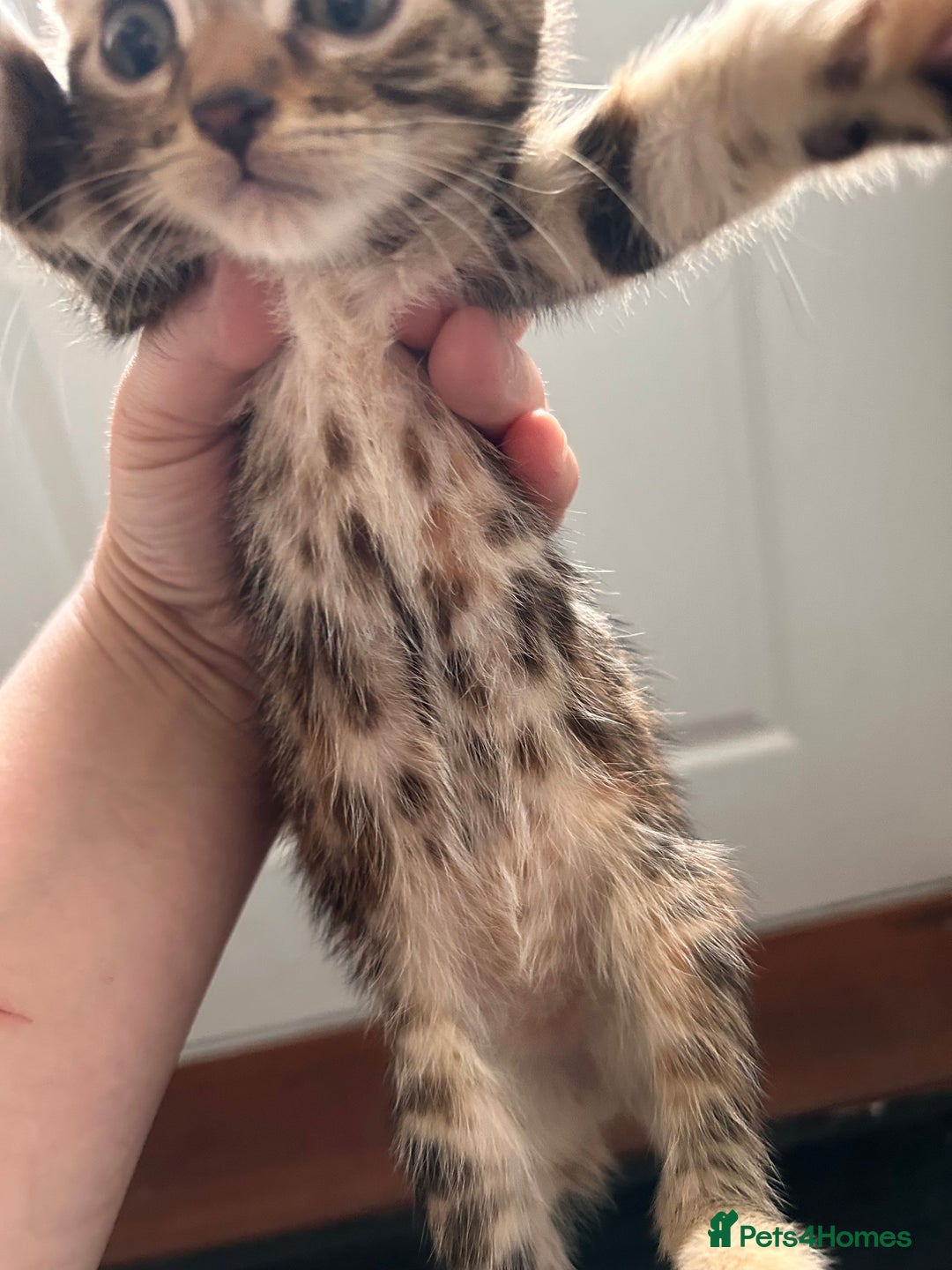 Bengal cats for sale: Beautiful bengal  - Image 12