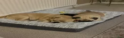 Pug dogs for sale: Ivy and Bailey to go together  in Sheerness - Advert 8