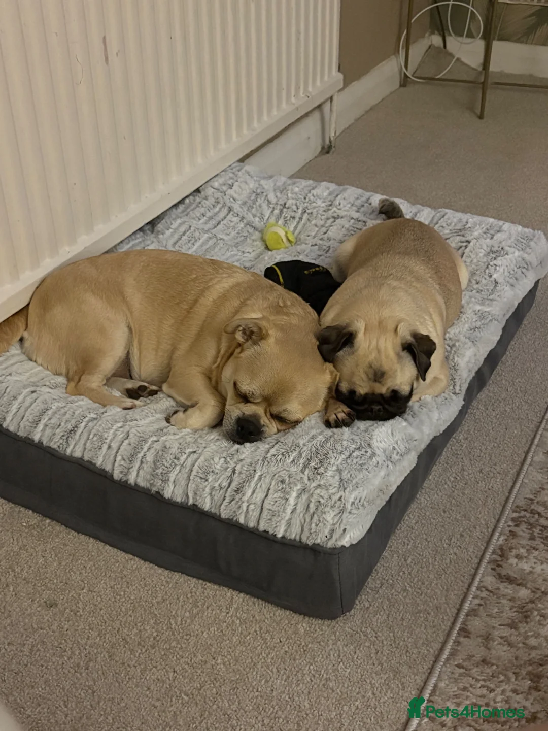 Pug dogs for sale: Ivy and Bailey to go together  in Sheerness - Advert 8