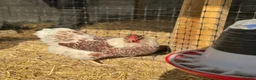 Chickens poultry for sale: Splash laced Wyandottes quartet  in Maesteg - Advert 2