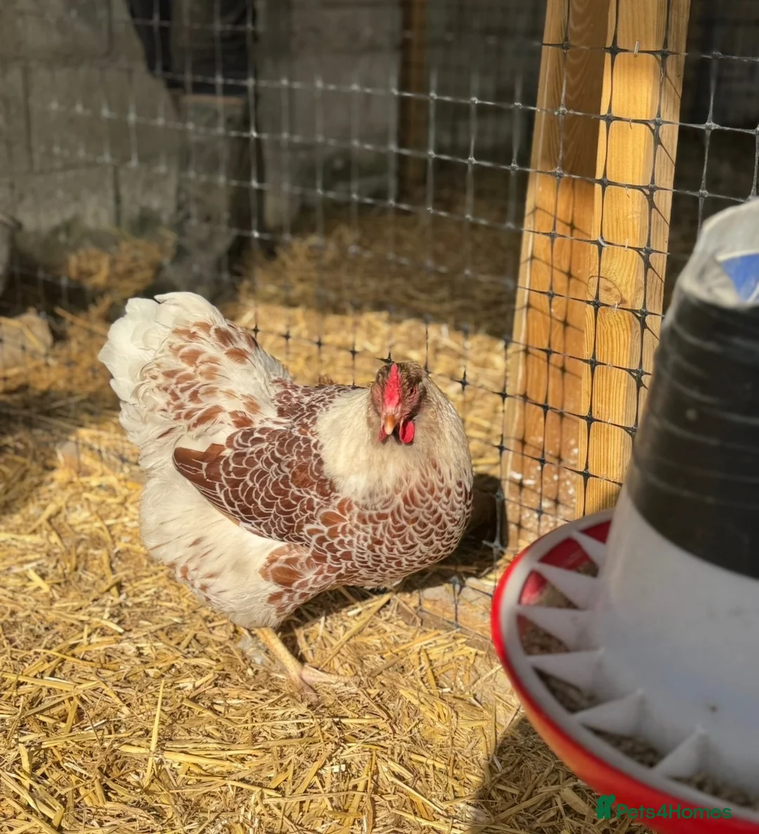 Chickens poultry for sale: Splash laced Wyandottes quartet  in Maesteg - Advert 2