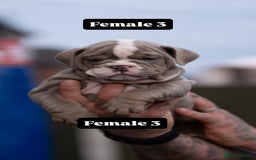 English Bulldog dogs for sale: English bulldog pups for sale  - Image 23