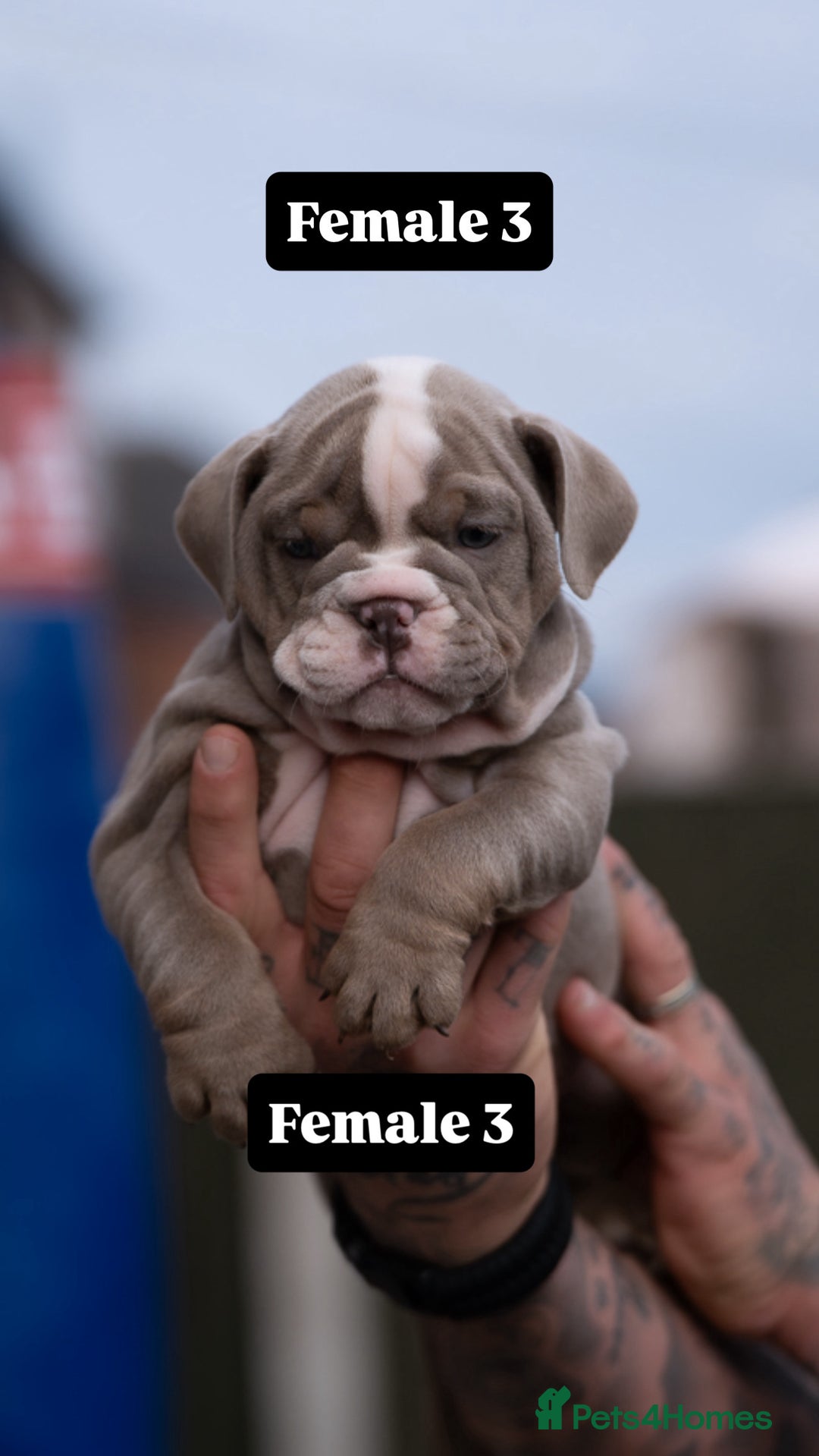 English Bulldog dogs for sale: English bulldog pups for sale  - Image 23