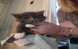 Russian Blue cats for sale: 7 Beautiful Russian blue X kittens  - Image 6