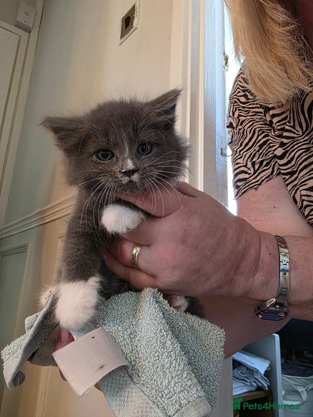 Russian Blue cats for sale: 7 Beautiful Russian blue X kittens  - Image 6