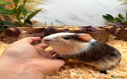 Guinea Pig rodents for sale: 🏡🐹 Multiple pretty Boys available 🐹🏡 - Image 26