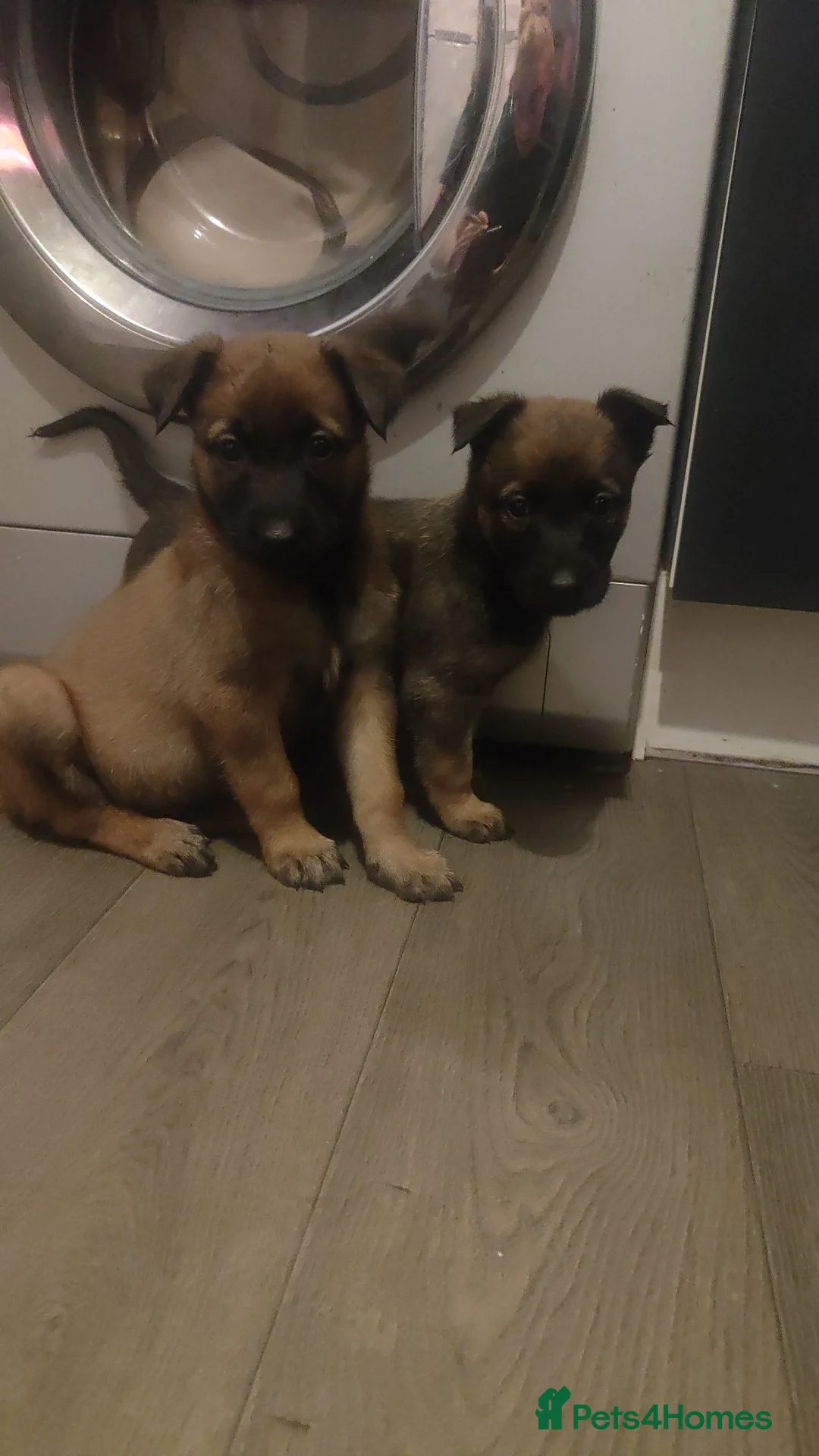 Belgian Shepherd Dog dogs for sale: Belgium malinois puppies  - Advert 21