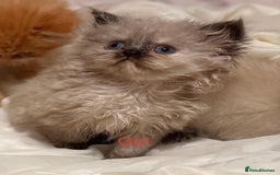 Mixed Breed cats for sale: Ragdoll X Persian kittens  - Image 17
