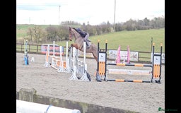 English Thoroughbred horses for sale: 17.1 built like ID, exceptional temperament  - Image 3