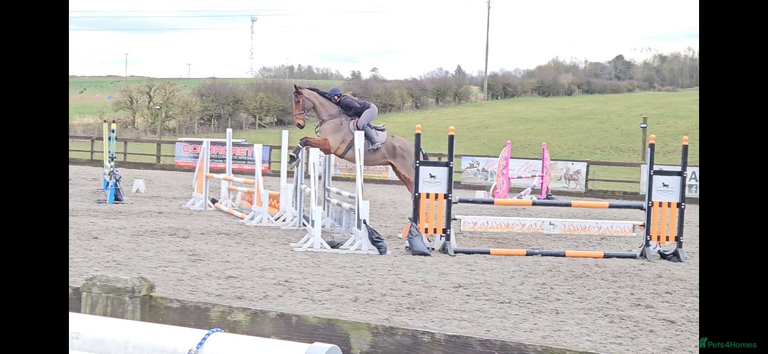 English Thoroughbred horses for sale: 17.1 built like ID, exceptional temperament  - Image 3
