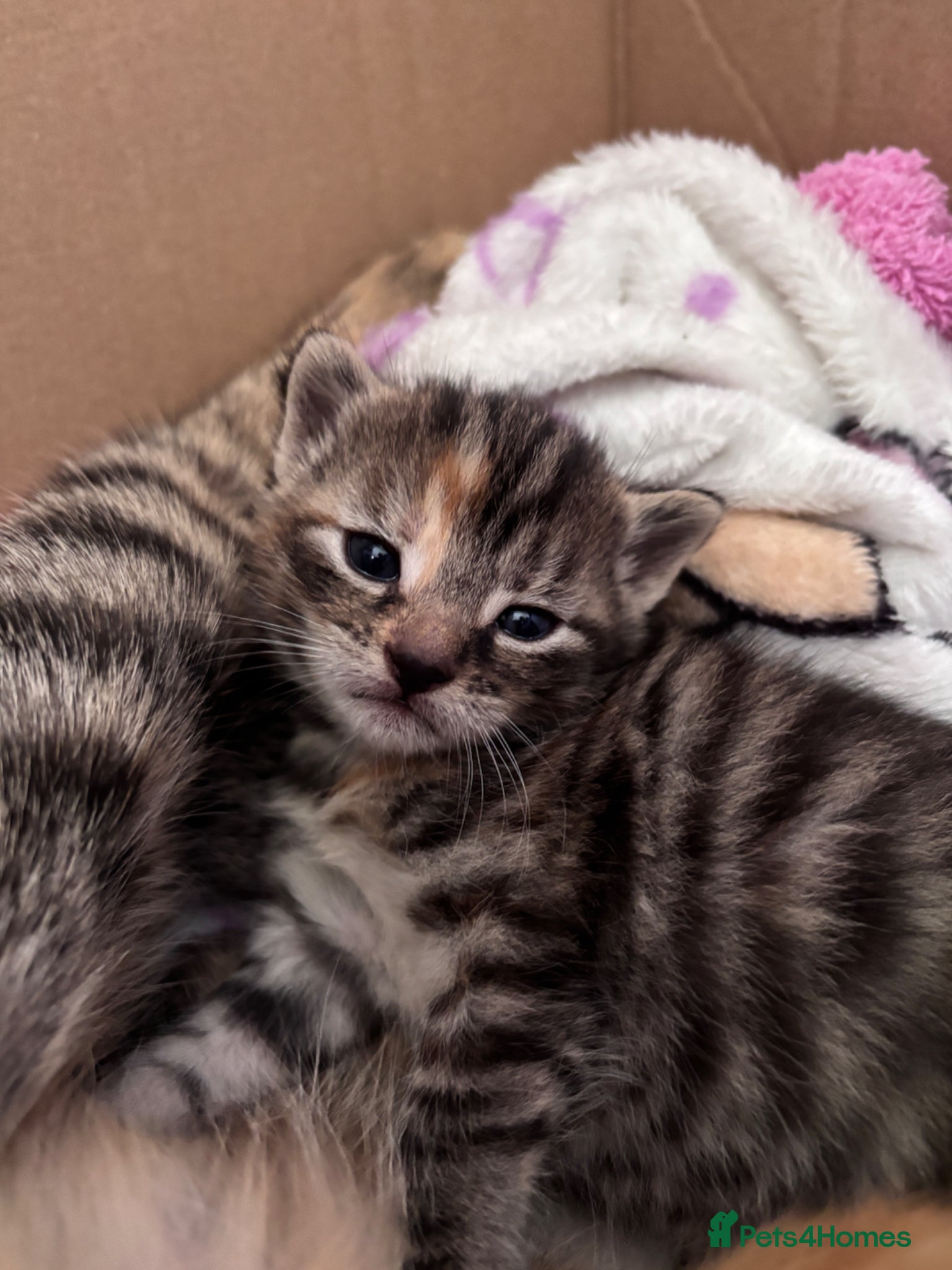 Mixed Breed cats Teddy bear face domestic x British longhair - Advert 1