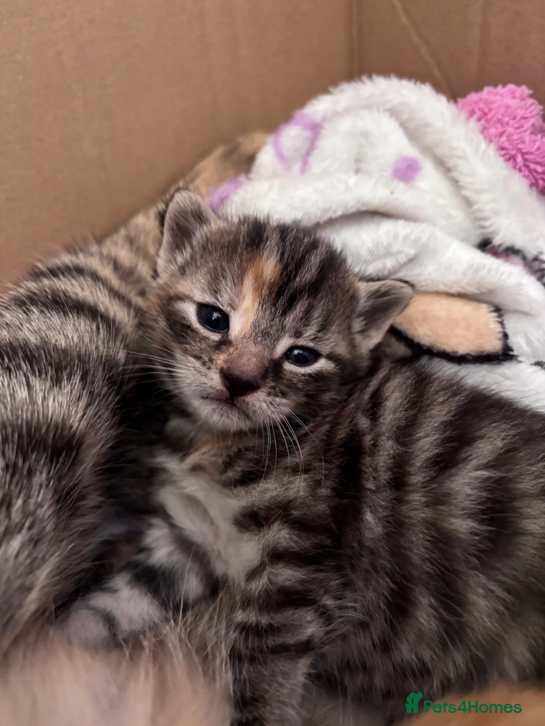 Mixed Breed cats for sale: Teddy bear face domestic x British longhair - Advert 1