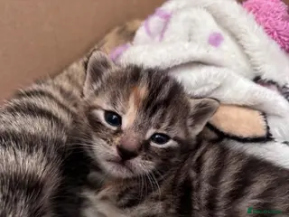 Mixed Breed cats Teddy bear face domestic x British longhair - Advert 1