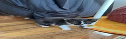 Mixed Breed cats for sale: Kitten available!  - Advert 9