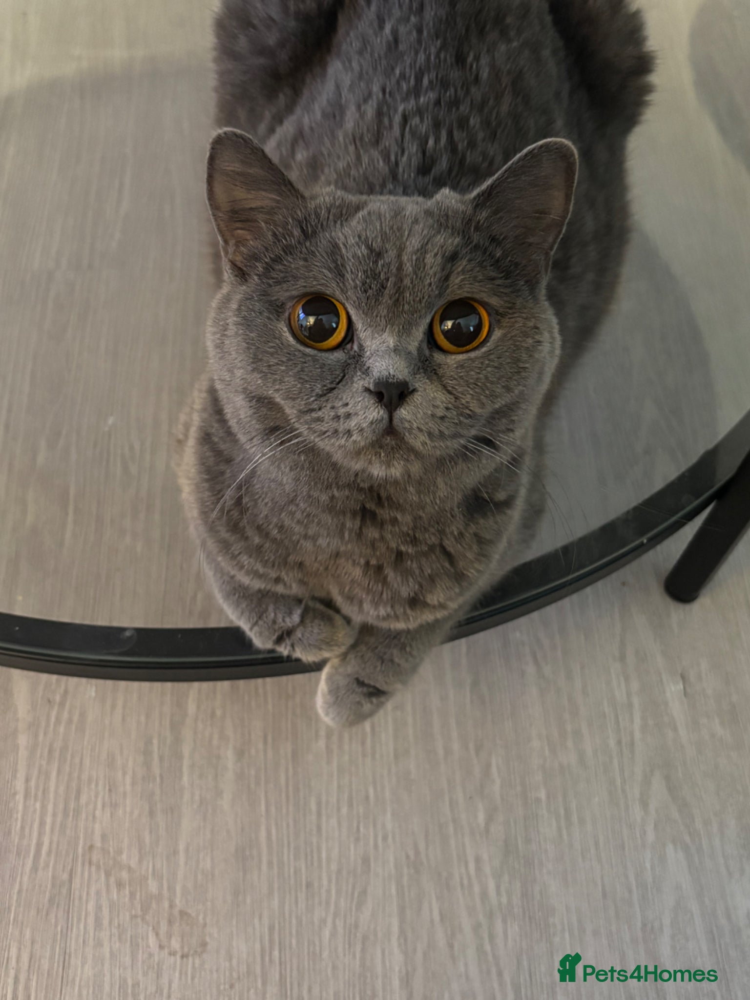 British Shorthair cats GCCF active queen for sale  - Advert 16