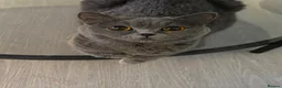 British Shorthair cats for sale: GCCF active queen for sale  - Advert 2
