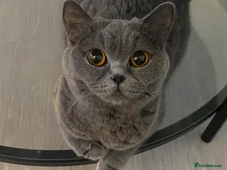 British Shorthair cats GCCF active queen for sale - Advert 16