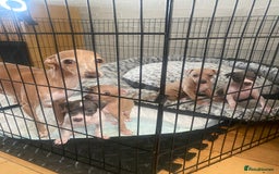 Italian Greyhound dogs for sale: ItalianGreyhound Puppies Ready4Their Forever Homes - Image 17
