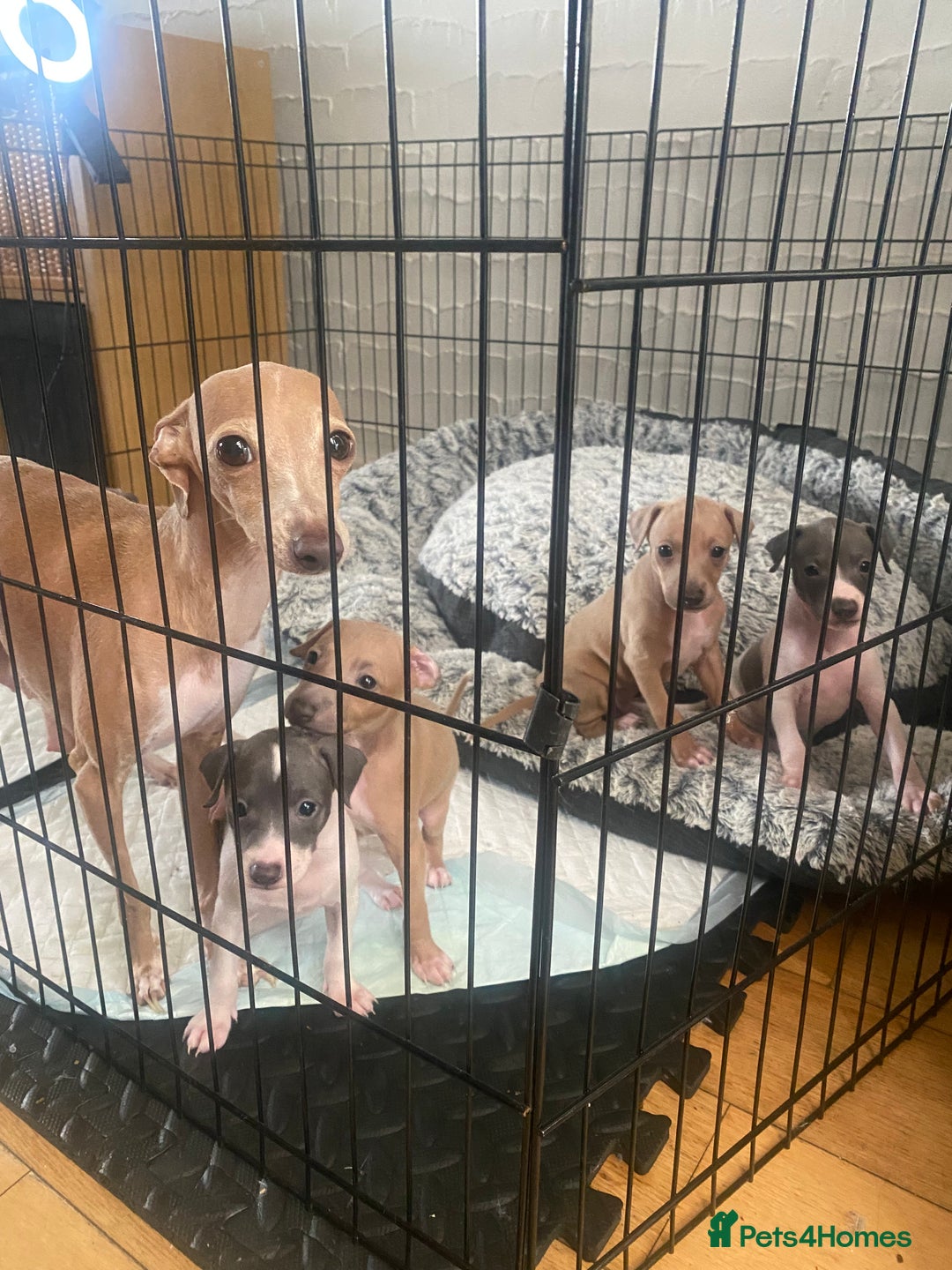 Italian Greyhound dogs for sale: ItalianGreyhound Puppies Ready4Their Forever Homes - Image 17