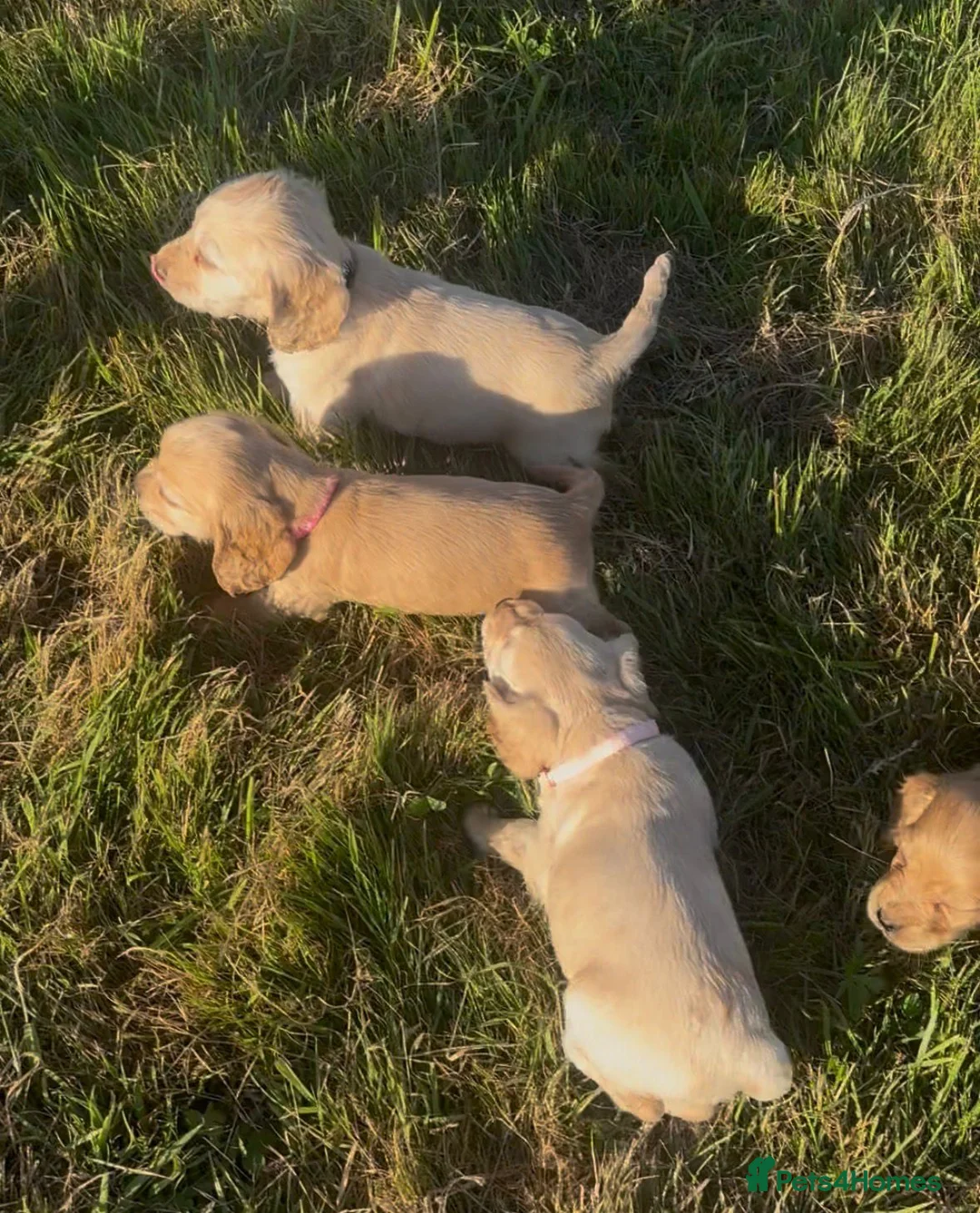 Cocker Spaniel dogs for sale: Stunning cocker spaniel puppies  - Advert 2