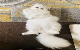 Persian cats for sale: Persian Chinchilla Kittens - Image 19