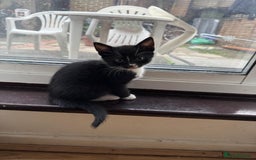 Domestic Shorthair cats for sale: Ekaterine  - Image 5