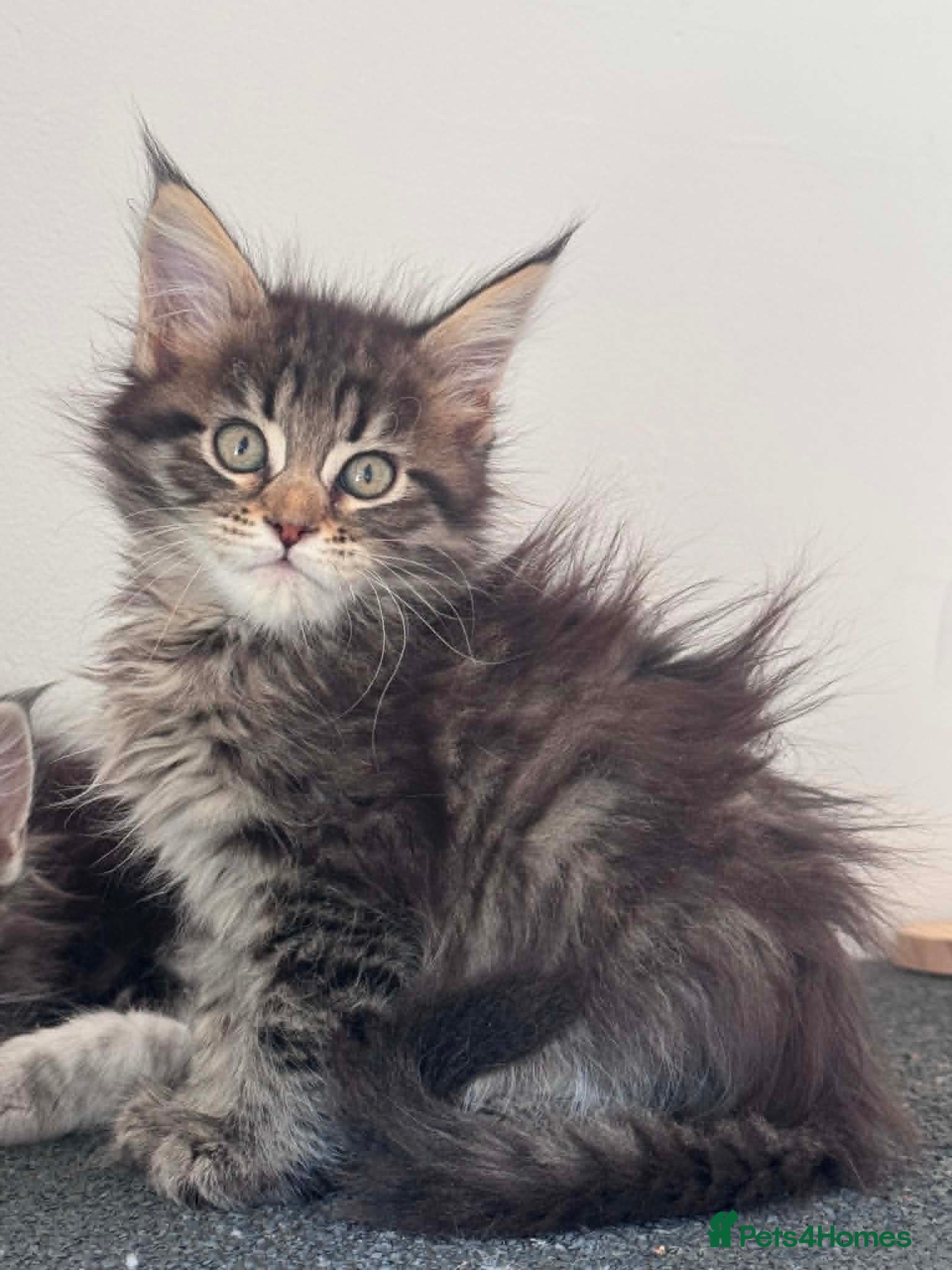 Maine Coon cats Maine Coon purebred Active female - Advert 12