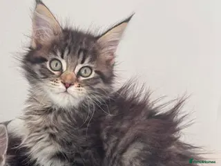 Maine Coon cats Maine Coon purebred Active female - Advert 12