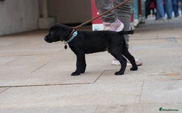 Labrador Retriever dogs for sale: Last 2 Black male labrador puppies vaccinated KC  - Advert 4