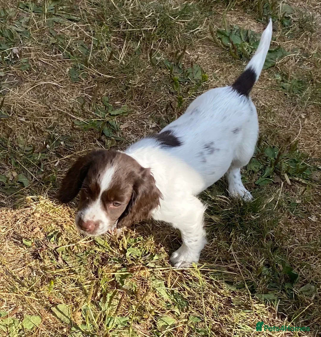 English Springer Spaniel dogs for sale: Exciting Prospects in Ashbourne - Advert 11