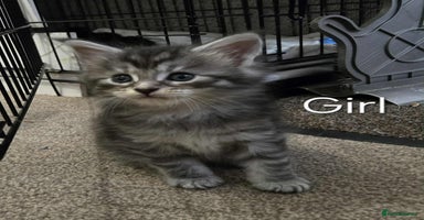 Maine Coon cats - Advert 12