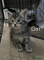 Maine Coon cats - Advert 16