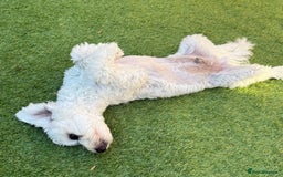 Maltese dogs for sale: 5 months old male Maltese - Image 3