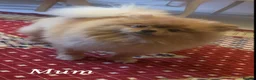 Pomeranian dogs for sale: Small pedigree puppies - Advert 28