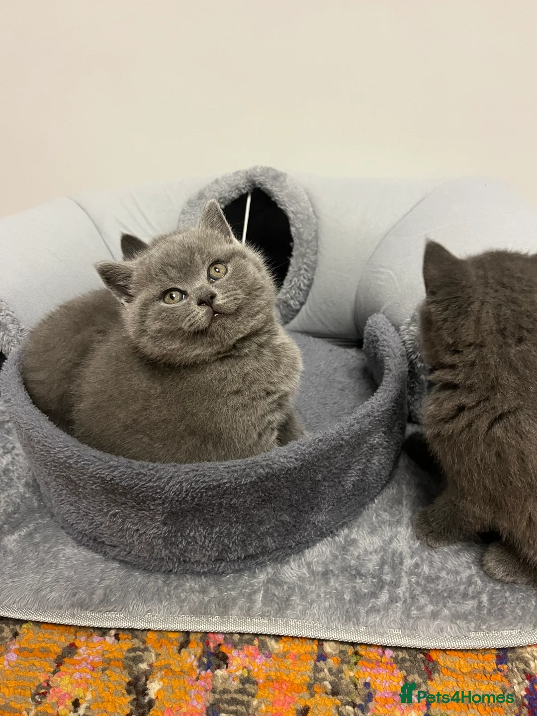 British Shorthair cats for sale: British Shorthair Kittens Available - Advert 20