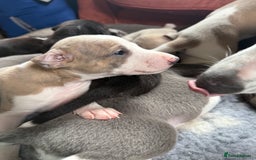 Mixed Breed dogs for sale: Whippet x greyhound puppies  - Image 19