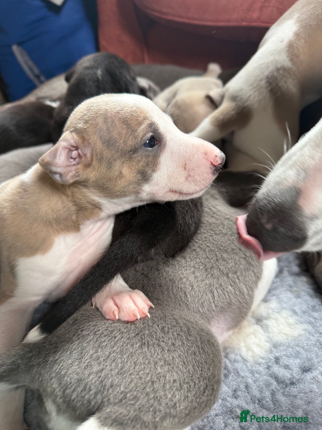 Mixed Breed dogs for sale: Whippet x greyhound puppies  - Image 19