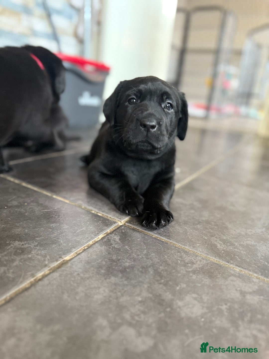 Labrador Retriever dogs for sale: (REDUCED) KC registered Labradors  - Advert 37