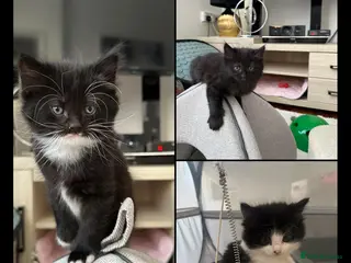 Mixed Breed cats 4 Beautiful Very Fluffy Kittens *MALES* 😻 - Advert 1