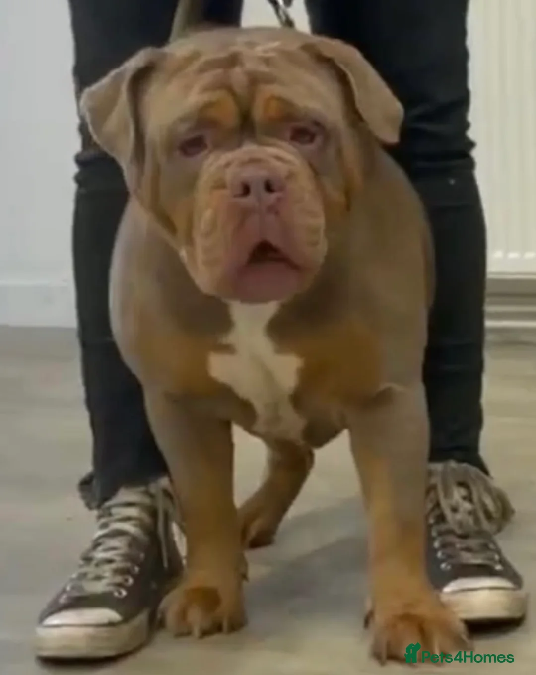 Olde English Bulldogge dogs for stud: Olde English Bulldog stud well proven - Advert 7