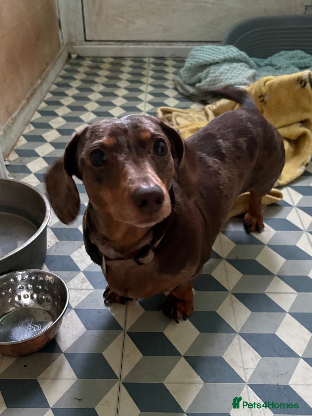 Miniature Dachshund dogs for sale: Mini dachshund female for sale  - Advert 8