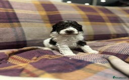 Cockapoo dogs for sale: Quality F1 Cockapoo pups - Advert 7