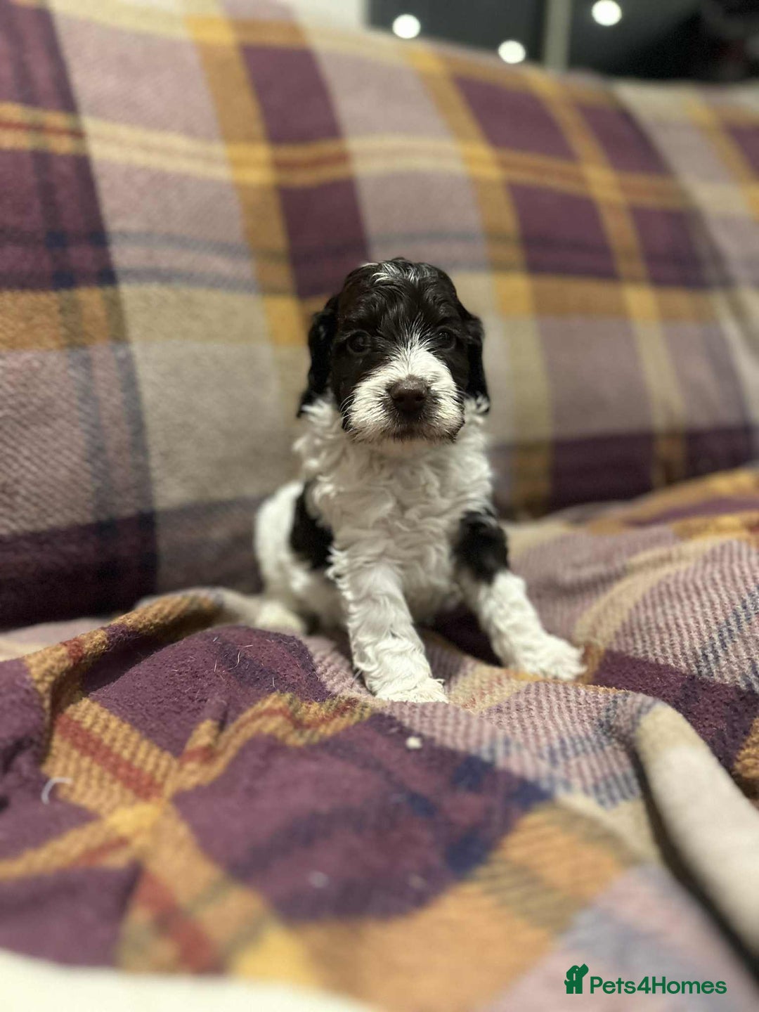 Cockapoo dogs for sale: Quality F1 Cockapoo pups - Advert 7