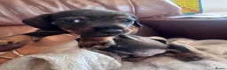 Miniature Dachshund dogs for sale: Gorgeous puppies available  - Advert 14