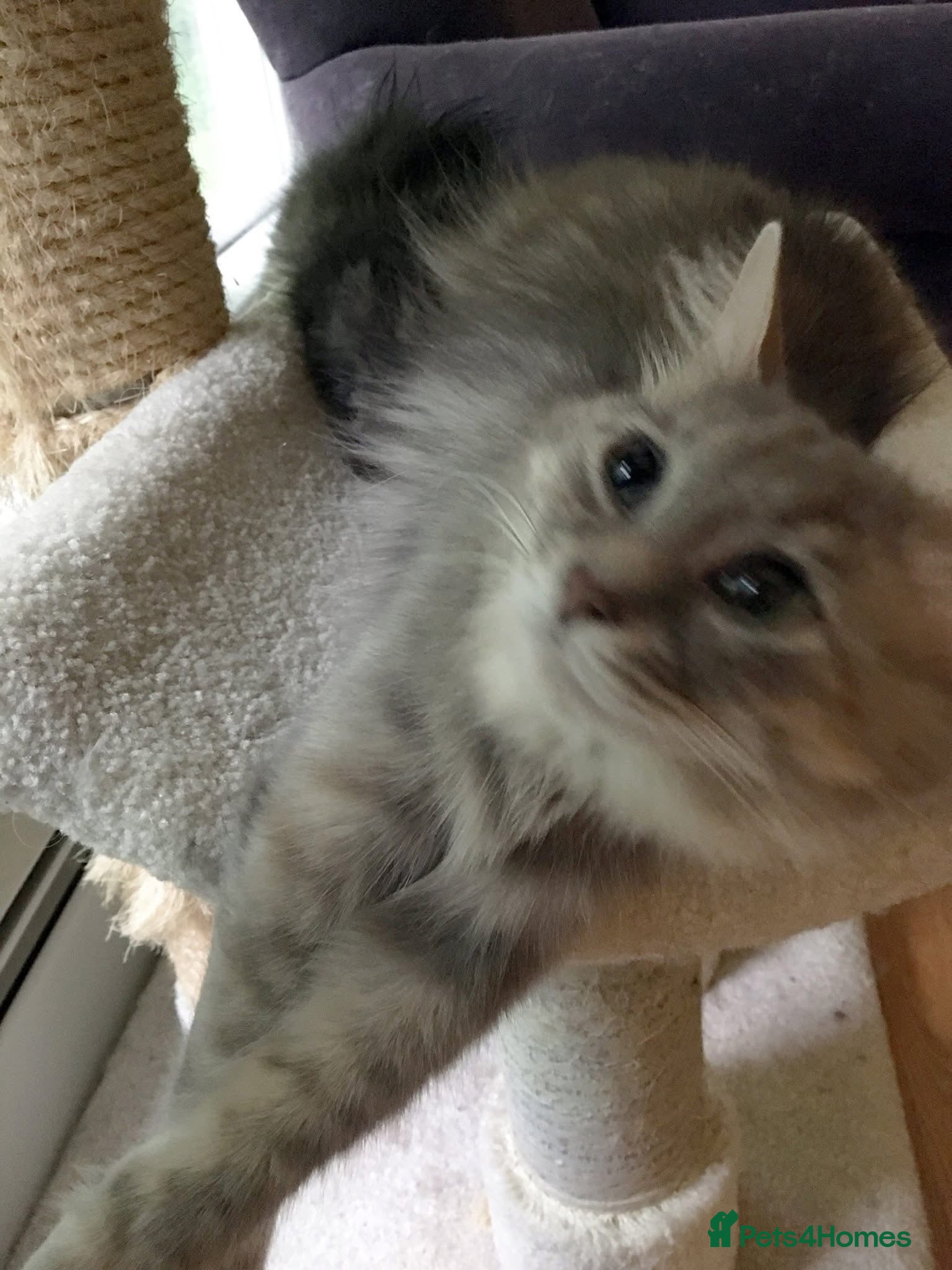 Siberian cats Kittens for sale bradford - Advert 1