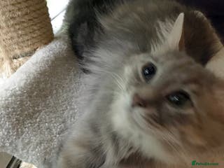 Siberian cats Kittens for sale bradford - Advert 3