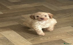 Cockapoo dogs for sale: 4 girls and 1 boy beautiful cockapoo - Image 10