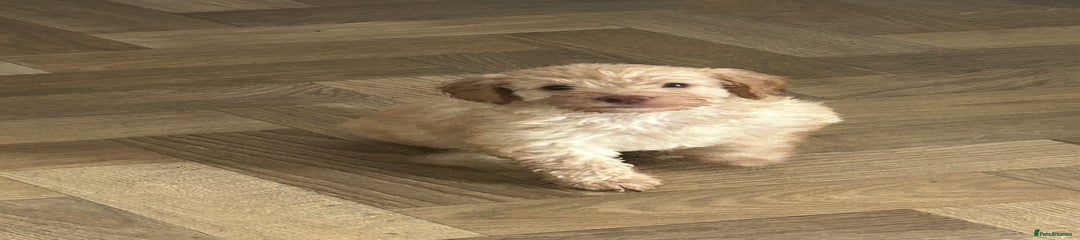 Cockapoo Puppy 1